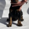 Doberman Pinscher Doberman puppies