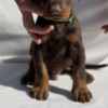 Doberman Pinscher Doberman puppies
