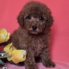 Poodle Red toy/mini poodle