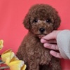 Poodle Red toy/mini poodle