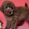 Poodle Red toy/mini poodle