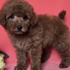 Poodle Red toy/mini poodle