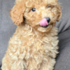 Poodle Toy Poodle Puppy for Sale