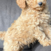 Poodle Toy Poodle Puppy for Sale