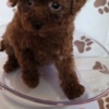 Poodle Red teacup poodle