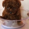 Poodle Red teacup poodle