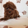 Poodle Red teacup poodle