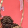 Poodle Red teacup poodle