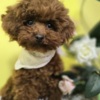 Poodle Red teacup poodle