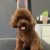 Poodle Red teacup poodle