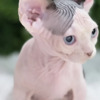 Sphynx Exquisite, Home-Raised Sphynx Kittens Available