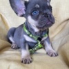 French Bulldog French Bulldog puppies exotic color