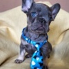 French Bulldog French Bulldog puppies exotic color