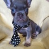 French Bulldog French Bulldog puppies exotic color