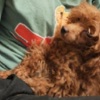 Poodle Red toy poodle