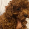 Poodle Red toy poodle