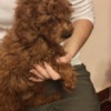 Poodle Red toy poodle