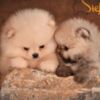 Pomeranian Pomeranian BOO – Premium Quality Puppies
