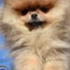 Pomeranian Pomeranian BOO – Premium Quality Puppies