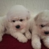 Bichon Frise Bichon Frise puppies
