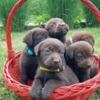 Labrador Retriever Brown Labrador puppies