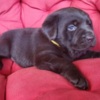Labrador Retriever Brown Labrador puppies