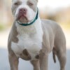 Other American bully XL / XXL