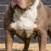 Other American bully XL / XXL