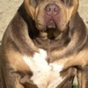 Other American bully XL / XXL