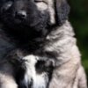 Caucasian Shepherd Dog Caucasian Shepherd – Puppies
