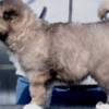 Caucasian Shepherd Dog Caucasian Shepherd – Puppies