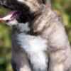 Caucasian Shepherd Dog Caucasian Shepherd – Puppies