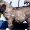 Caucasian Shepherd Dog Caucasian Shepherd – Puppies