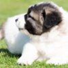 Caucasian Shepherd Dog Caucasian Shepherd – Puppies