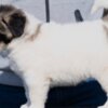 Caucasian Shepherd Dog Caucasian Shepherd – Puppies