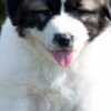 Caucasian Shepherd Dog Caucasian Shepherd – Puppies