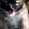 Caucasian Shepherd Dog Caucasian Shepherd – Puppies
