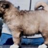Caucasian Shepherd Dog Caucasian Shepherd – Puppies