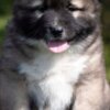 Caucasian Shepherd Dog Caucasian Shepherd – Puppies