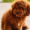 Poodle Red miniature poodle