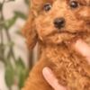 Poodle Red miniature poodle