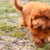 Poodle Red miniature poodle
