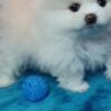 Pomeranian Beautiful mini t-cup Pomeranian puppies for sale.
