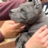 Cane Corso Cane Corso puppies