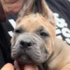 Cane Corso Cane Corso puppies