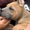 Cane Corso Cane Corso puppies