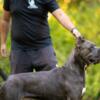 Cane Corso Cane Corso puppies
