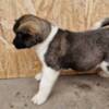 American Akita American Akita puppies