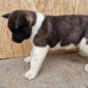 American Akita American Akita puppies