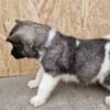 American Akita American Akita puppies